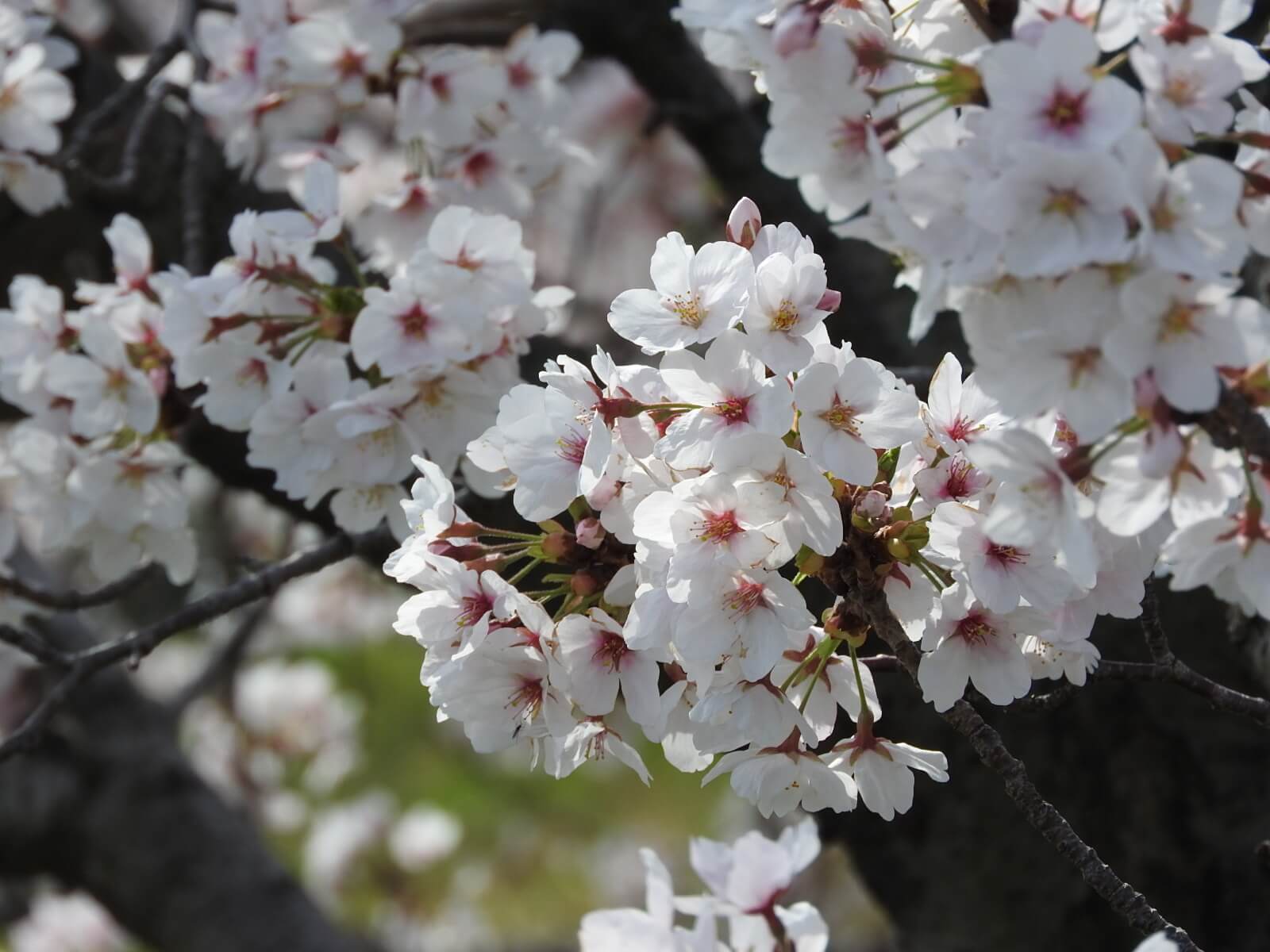 予備校 塾なし 独学で東工大 東大 難関大現役合格は可能です 予備校 塾なしで難関大学に合格する方法